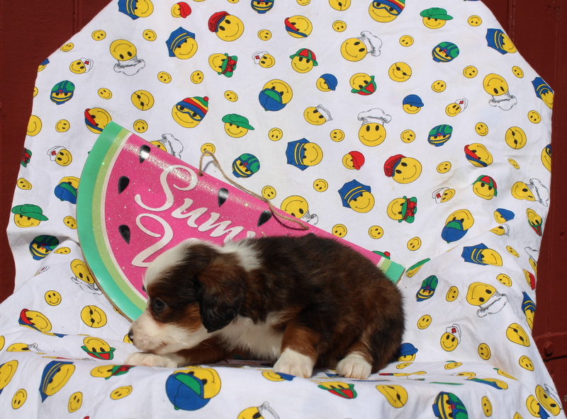 puppy, for, sale, Mini Bernedoodle F2, Matthew B. Stoltzfus, dog, breeder, Gap, PA, dog-breeder, puppy-for-sale, forsale, nearby, find, puppyfind, locator, puppylocator, aca